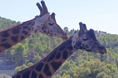 Aitana Safari September 2020